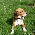 figo #beagle #figo #zaginął