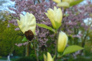 #drzewa #krzewy #kwiaty