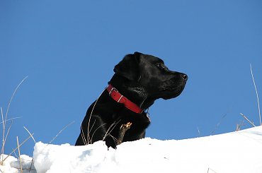 Coast guard #zwierzaki