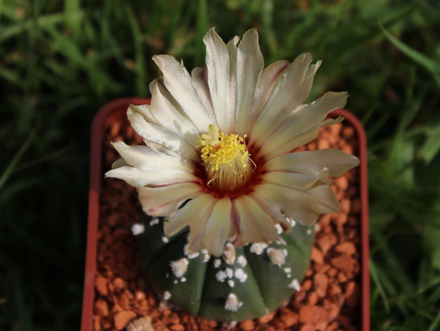 Astrophytum asterias 'Special marking'