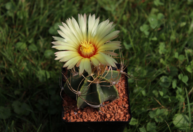 Astrophytum senile