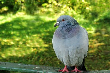 pozowanie #ptaki #zwierzaki