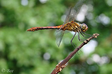 #ogród #owady #ważki