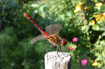 #ogród #owady #ważki