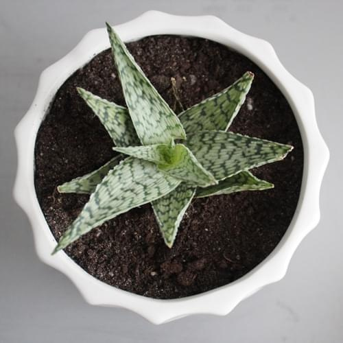 aloe 2