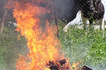 ognisko krowy #krowy #ogień #ognisko #zwierzęta