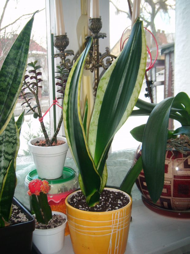 sansevieria