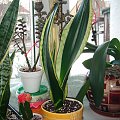 sansevieria