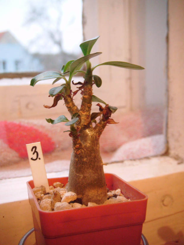 adenium