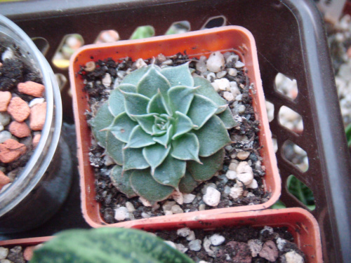 Graptopetalum