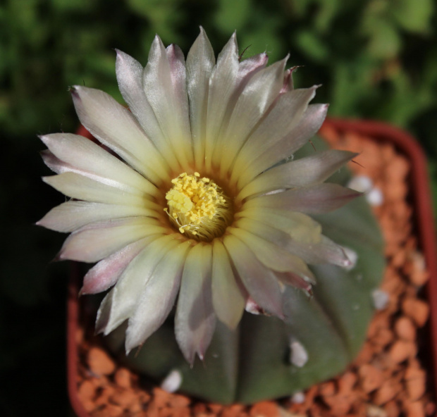 Astrophytum asterisa 'Rurikabuto'