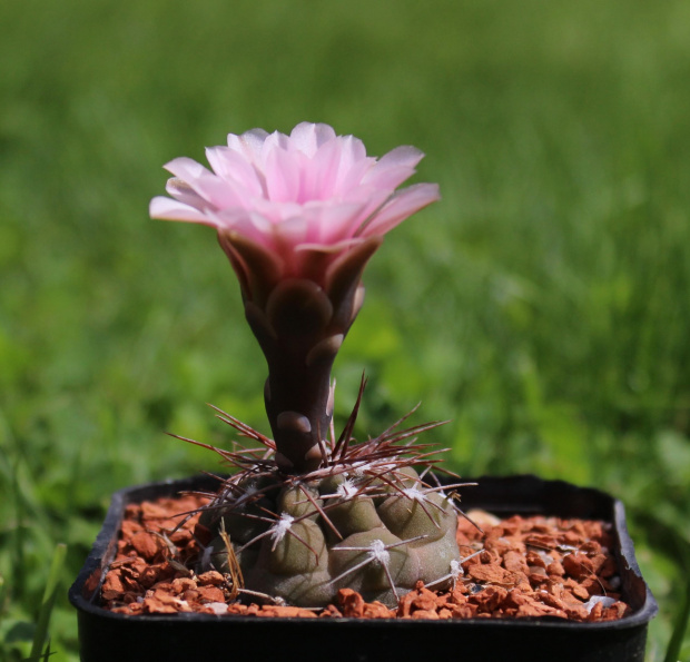 Gymnocalycium sp.