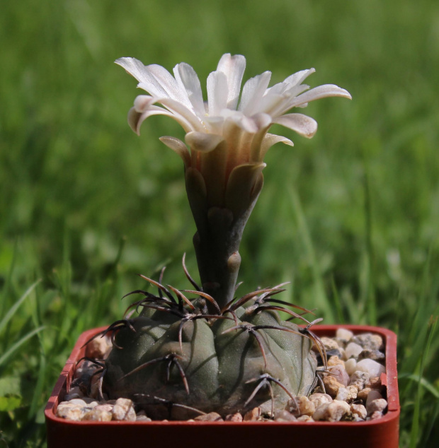 Gymnocalycium vatteri STO 90-412