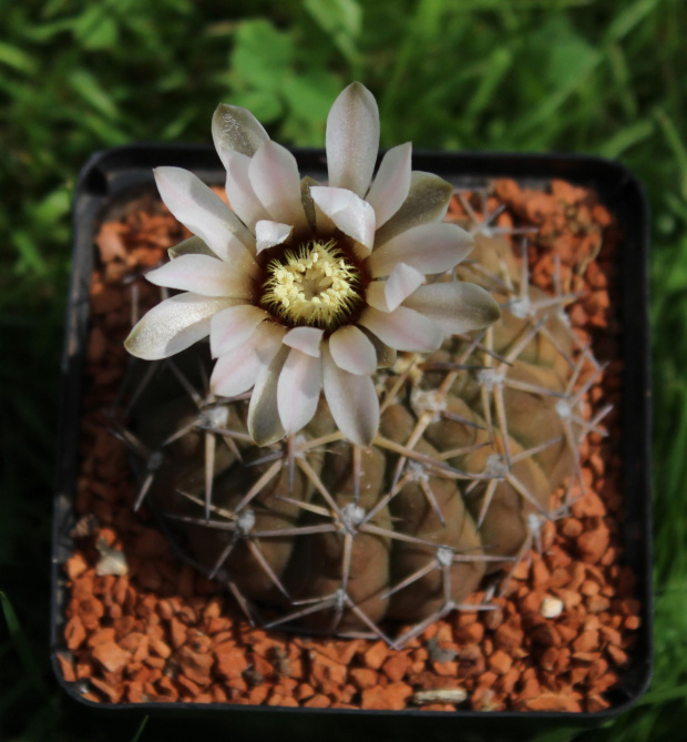 Gymnocalycium sanjuanense