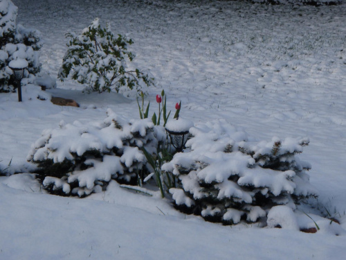 tulipany w śniegu #ZarazWiosna