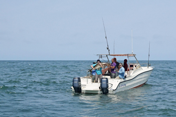 Cobia