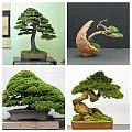 bonsai