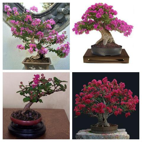 bonsai