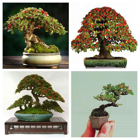 bonsai