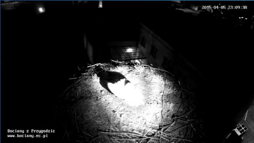 Dzisiaj po południu do gniazda w Przygodzicach przyleciał bocian. Został na noc, może się zadomowi. http://www.bociany.ec.pl/
