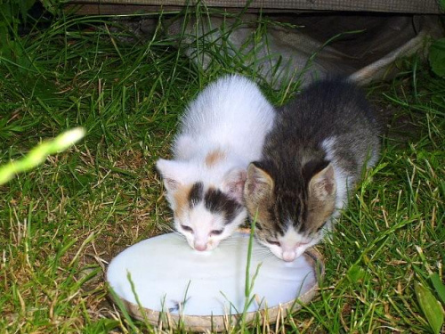 Kotki dwa #koty