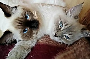#koty #KotyRasowe #ragdoll