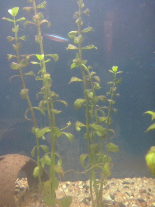 Bacopa