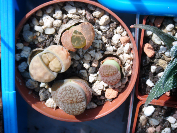 lithops