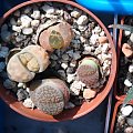 lithops