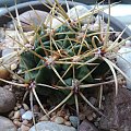 Gymnocalycium monvillei