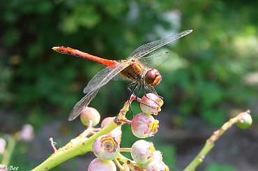 #ogród #owady #ważki