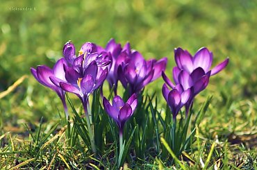 krokusiki :) #krokusy #kwiaty #wiosna