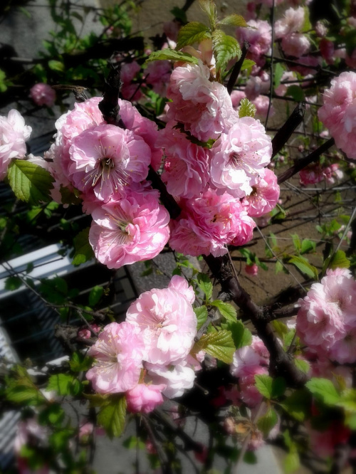 #kwiaty #wiosna