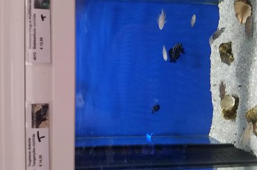 dino breda #Akwarium #breda #dino #RoślinyFiltry #ryby