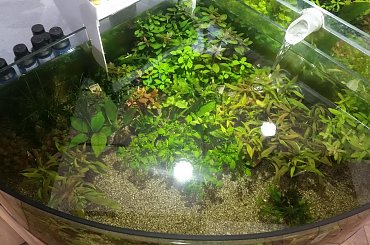 dino breda #Akwarium #breda #dino #RoślinyFiltry #ryby