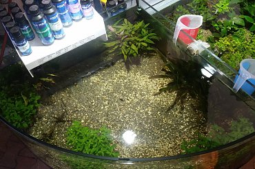 dino breda #Akwarium #breda #dino #RoślinyFiltry #ryby