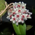 Hoya caudata dark smaller leaves