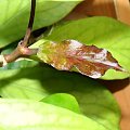 Hoya vittellinoides