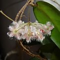 Hoya caudata dark smaller leaves