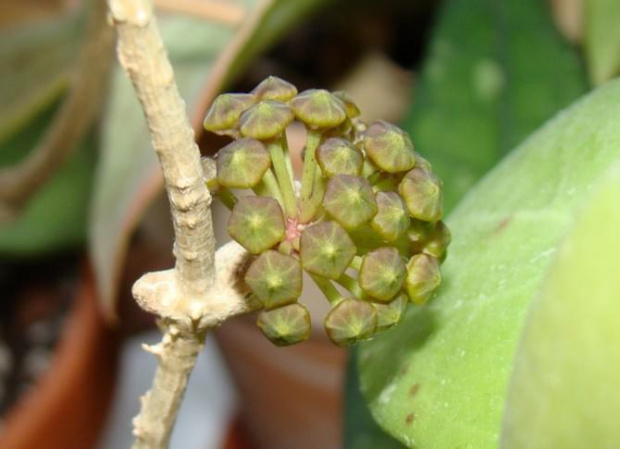 Hoya acuta pąki
