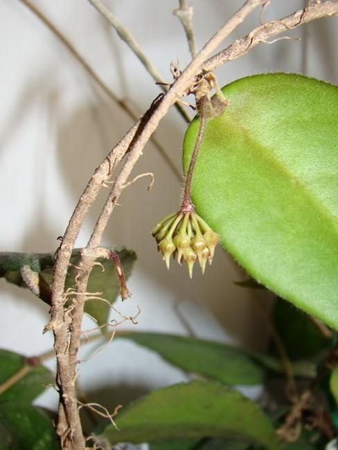 Hoya caudata dark smaller leaves