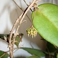 Hoya caudata dark smaller leaves