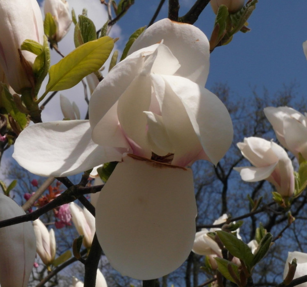 Magnolia #Amfiteatr #Magnolia #WiosnaWParku