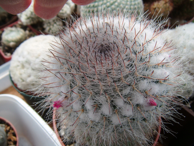 Mammillaria