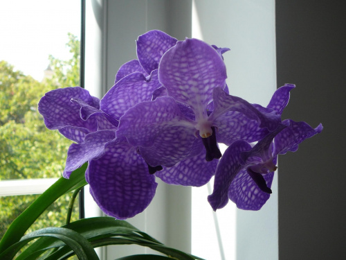 Vanda #orchid #orchidea #storczyk #vanda