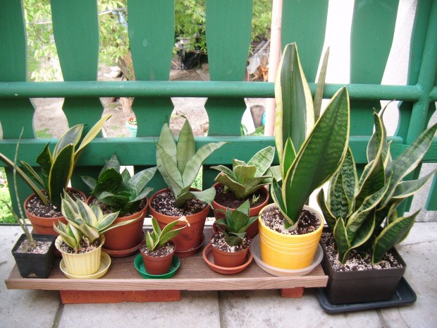 sansevieria