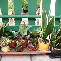 sansevieria