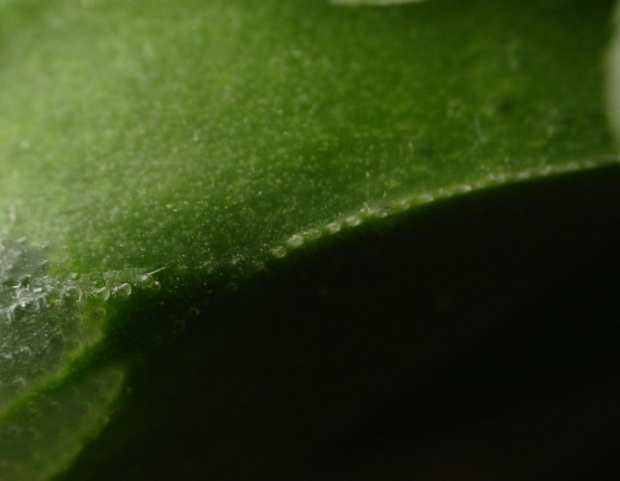 Haworthia sp