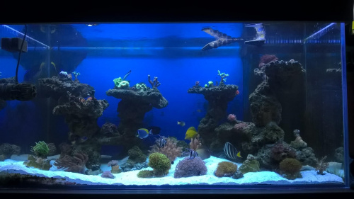 Reef tank 432l