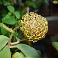 Hoya sp. EPC-323